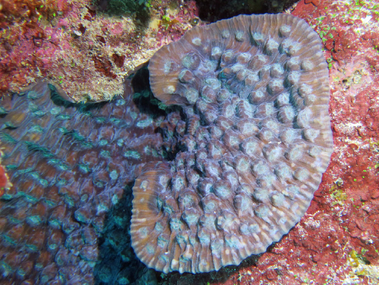  Mycedium elephantotus (Plate Coral, Green-eyed Cup Coral, Elephant Nose Coral, Peacock Coral)